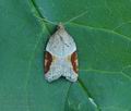 Acleris_laterana_hy4221