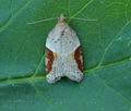 Acleris_laterana_hy4224