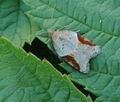 Acleris_laterana_hy4225