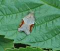 Acleris_laterana_hy4231