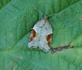 Acleris_laterana_hy4447