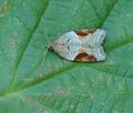 Acleris_laterana_hy4453