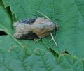 Acleris_laterana_hy4465