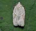 Acleris_logiana_cp7513s