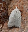 Acleris_logiana_cs1924s