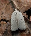 Acleris_logiana_cs1955s