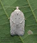 Acleris_logiana_cz1156s