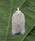 Acleris_logiana_cz1171s