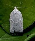 Acleris_logiana_j3242s