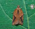 Acleris_notana_co0327s