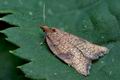 Acleris_rhombana_cf5100s