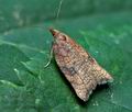 Acleris_rhombana_cf5118s