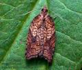 Acleris_rhombana_co3721s