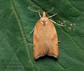 Acleris_rhombana_cx5145s