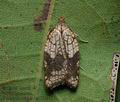 Acleris_rhombana_cz3780s