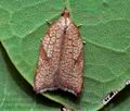 Acleris_rhombana_cz3843s