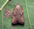 Acleris_rhombana_cz4298s