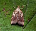 Acleris_rhombana_cz9292s