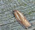 Acleris_rufana_bn1486