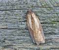 Acleris_rufana_bn1488