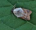 Acleris_variegana_bs6043