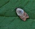 Acleris_variegana_bs6052