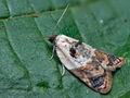 Acleris_variegana_cf4141s