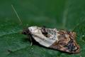 Acleris_variegana_cf4179s