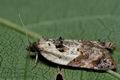 Acleris_variegana_cf8130s