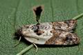 Acleris_variegana_cf8144s