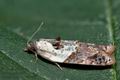 Acleris_variegana_cf8236s