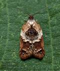 Acleris_variegana_cy8593s