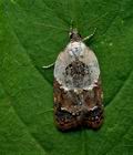 Acleris_variegana_jd4266s