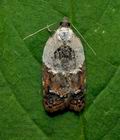 Acleris_variegana_jd4287s