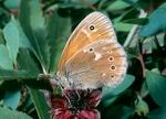 coenonympha_tullia_457