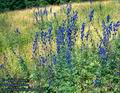 Aconitum_callibotryon_4623