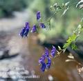 Aconitum_variegatum_8841