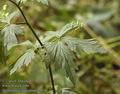 Aconitum_variegatum_a5054