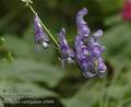 Aconitum_variegatum_a5060