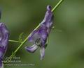 Aconitum_variegatum_a5064