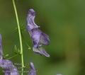 Aconitum_variegatum_a5067