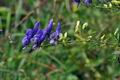 Aconitum_variegatum_jd3077