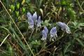 Aconitum_variegatum_jd3087