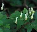 Aconitum_vulparia_al3762