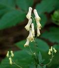 Aconitum_vulparia_al3781