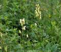 Aconitum_vulparia_bk3567