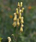 Aconitum_vulparia_bk3574