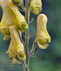 Aconitum_vulparia_bk3584