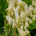 Aconitum_vulparia_e0052