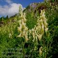 Aconitum_vulparia_e0053